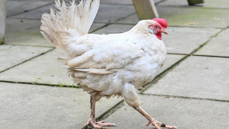Kennis over de Populaire Chicken Road Gokspel in Nederland Onderzocht in Netherlands